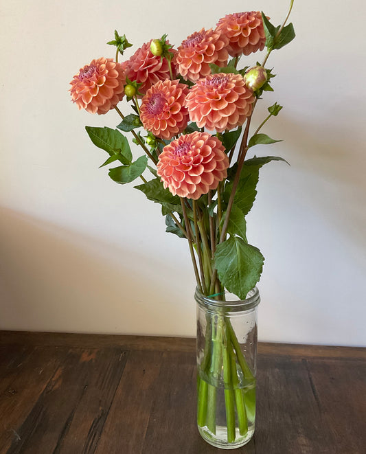 Breannon dusty apricot dahlia vase arrangement Our Mountain Garden Tamborine Mountain