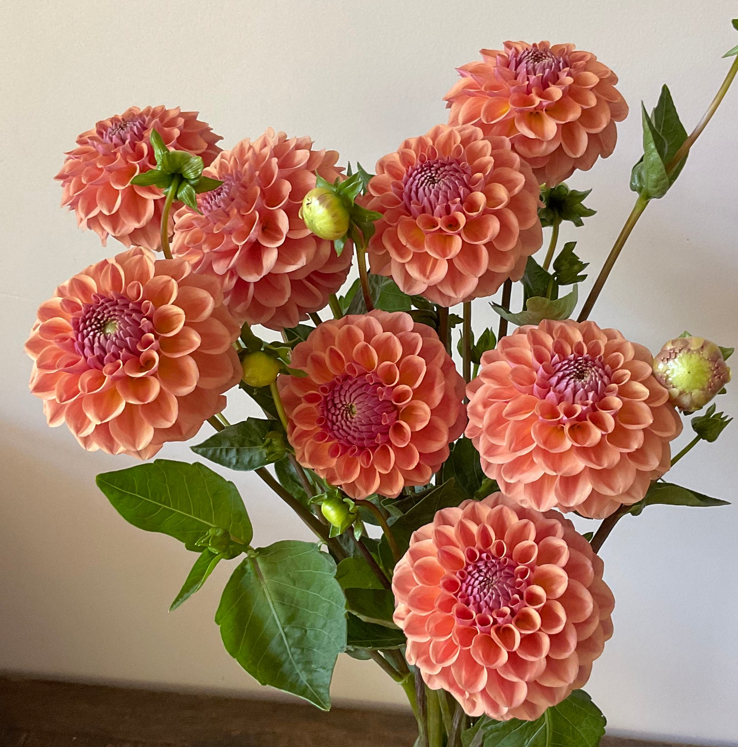 Dahlia Seeds - Breannon x Open Pollinated - (10x seeds)