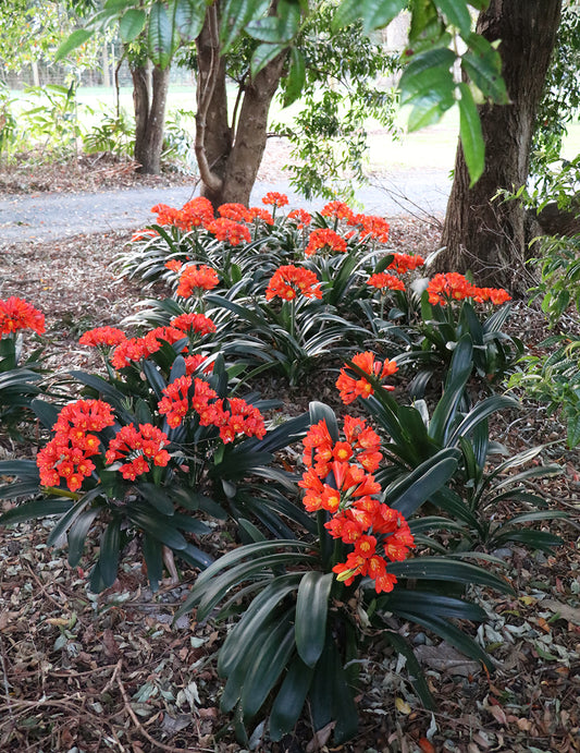 Belgium Hybrid Clivia miniata darkest orange-red broadleaf form in flower, Our Mountain Garden Tamborine Mountain QLD