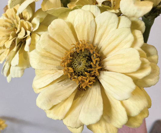 Zinnia ‘Isabellina’ - (60x seeds)
