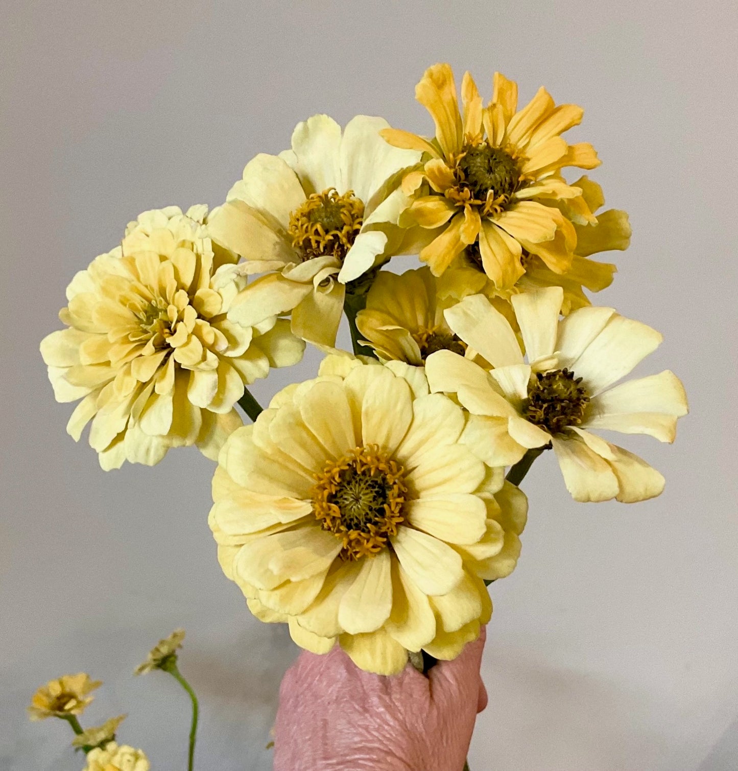 Zinnia ‘Isabellina’ - (60x seeds)