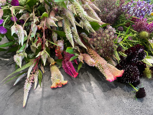Celosia Mix - OMG Selection - (100x seeds)