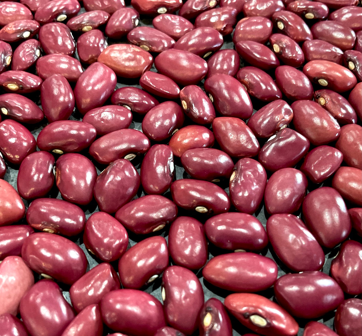 Bean - Hidatsa Red
