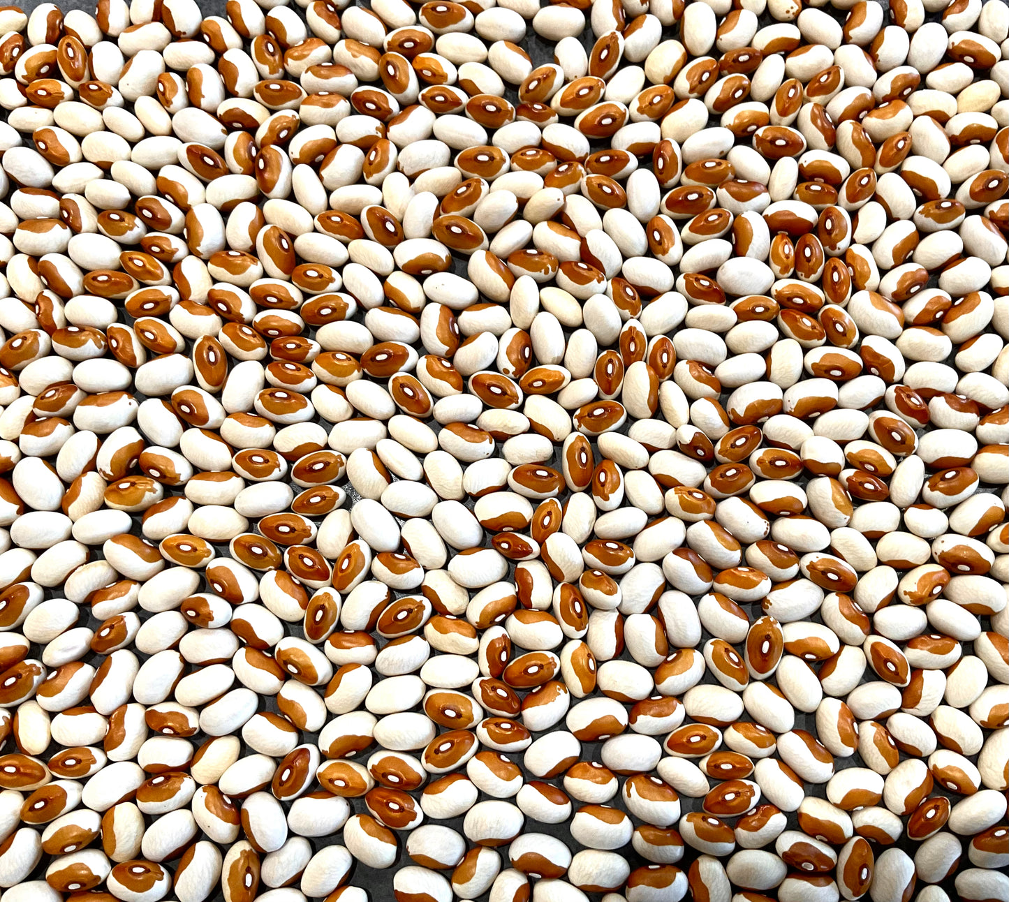 Bean - Butterscotch