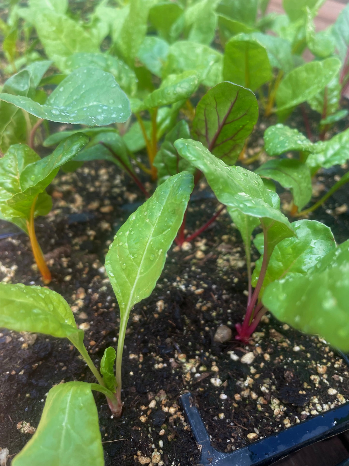 Swiss Chard - Silverbeet – Rainbow Mix - (75x seeds)