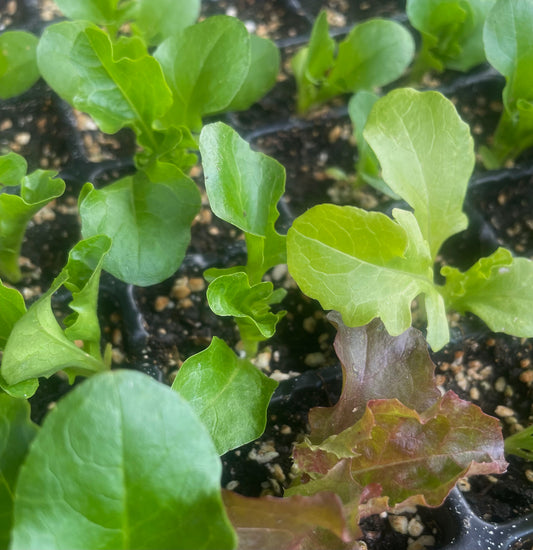 Lettuce – Loose Leaf Mix - (275x seeds)