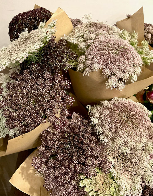Chocolate Lace (Queen Anne’s Lace) - (150 seeds)