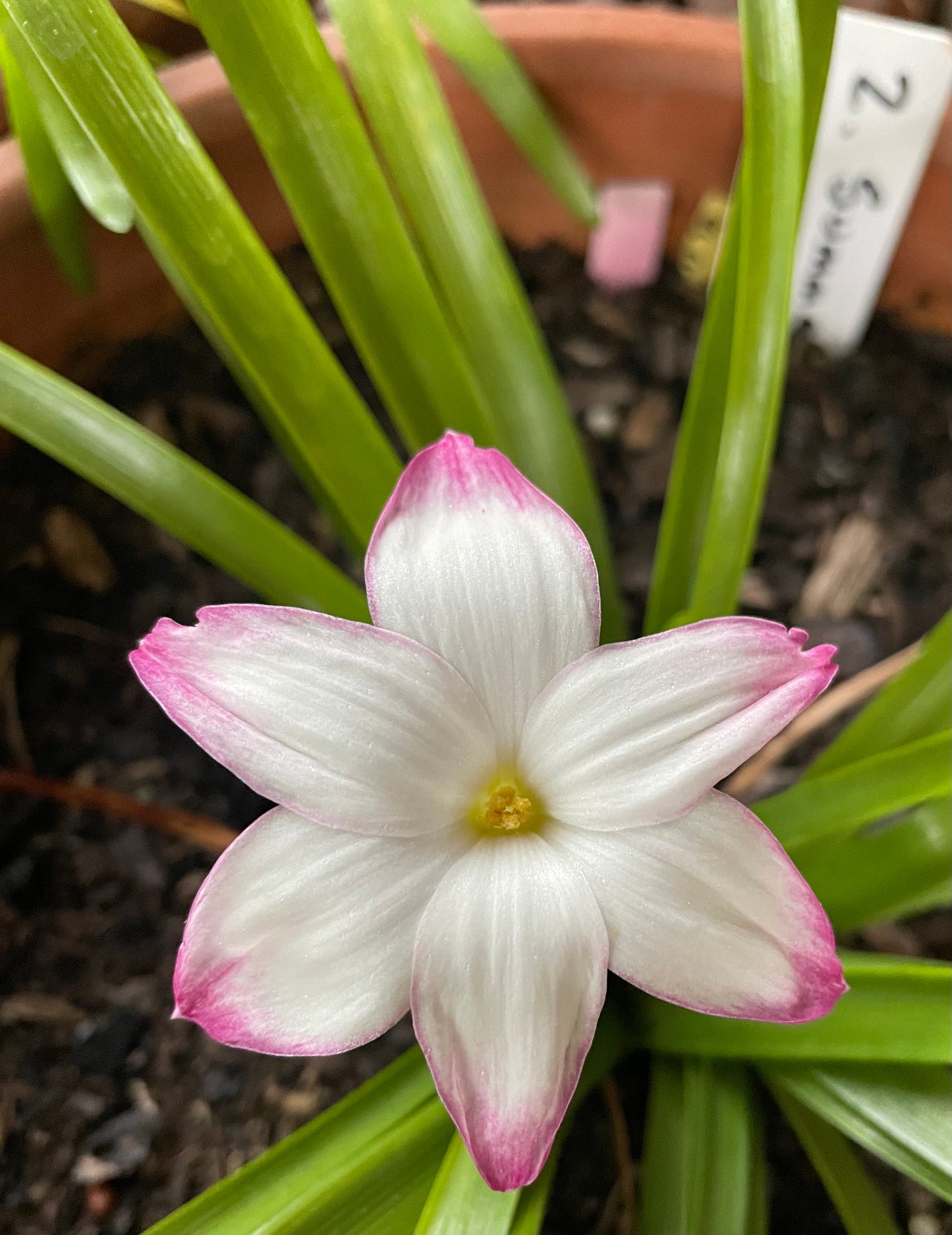 Zephyranthes - La Buffa Rosa Group - ‘Summer Chill’ - (1x Bulb)