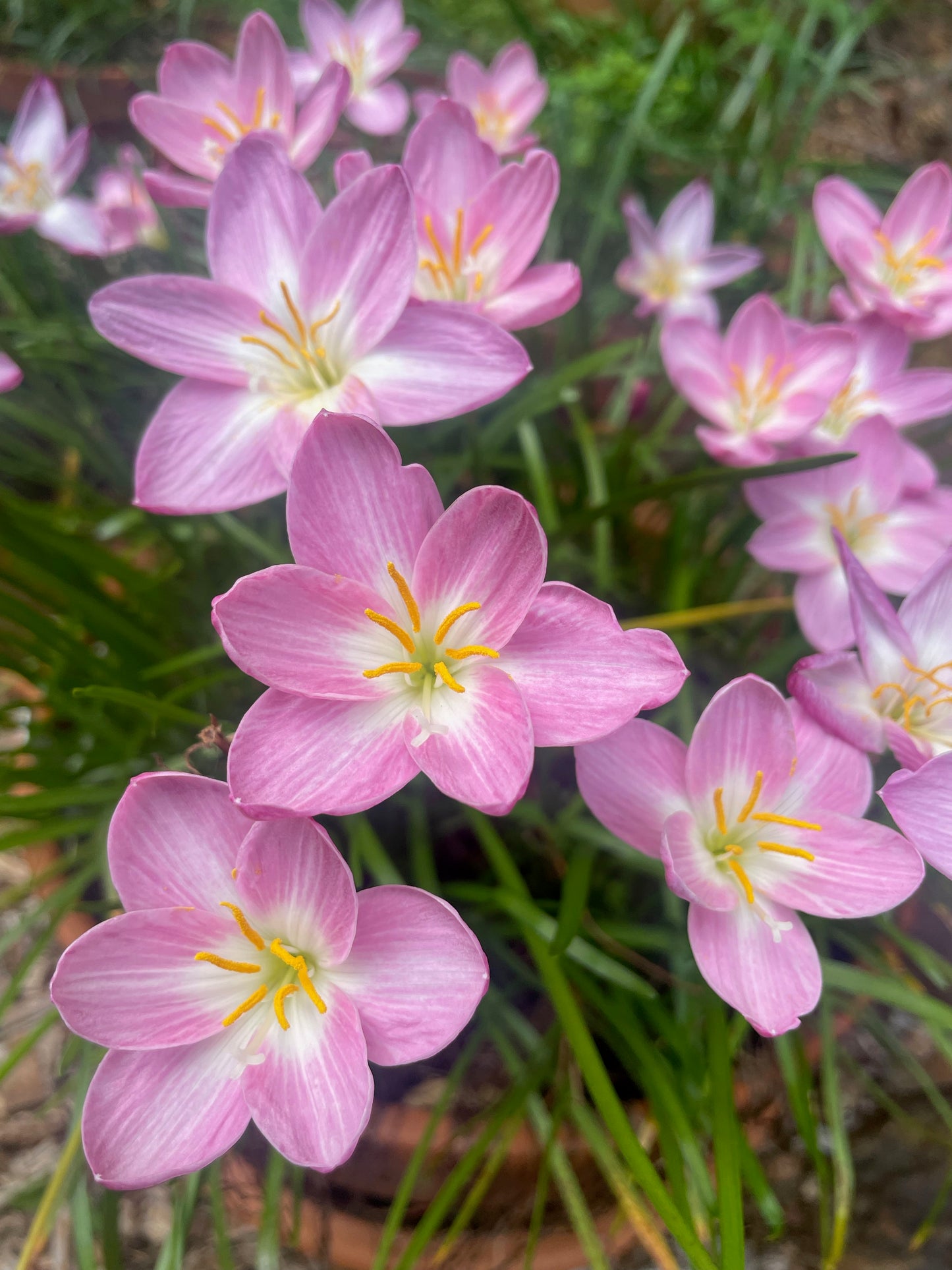 Zephyranthes 'Zodiac Surprise' - (3x Bulbs)