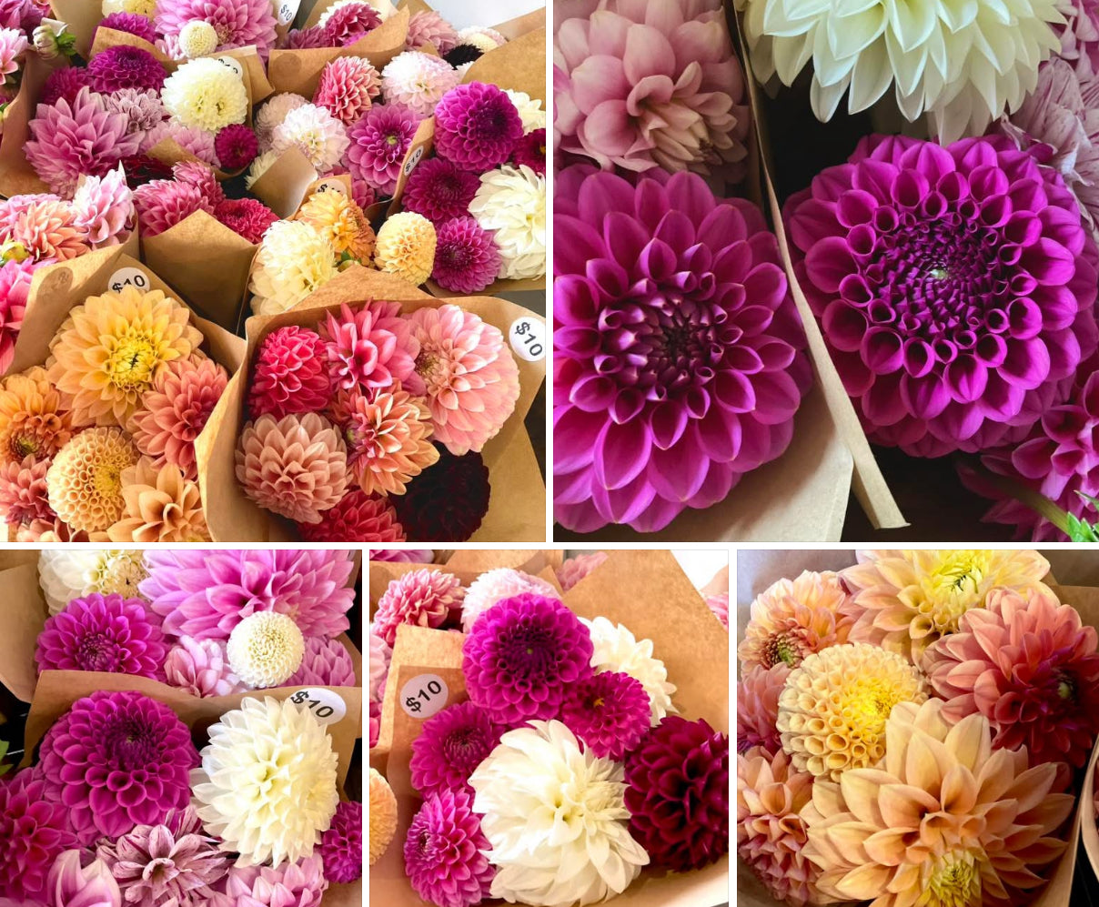 Dahlia Seeds - OMG Mystery Mix - (10x seeds)