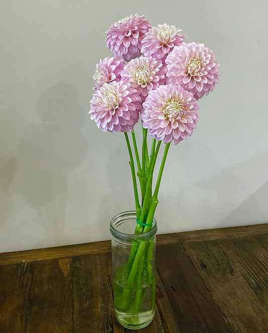 Dahlia Seeds - 'Glenmarc Skye' x Open Pollinated - (10x seeds)