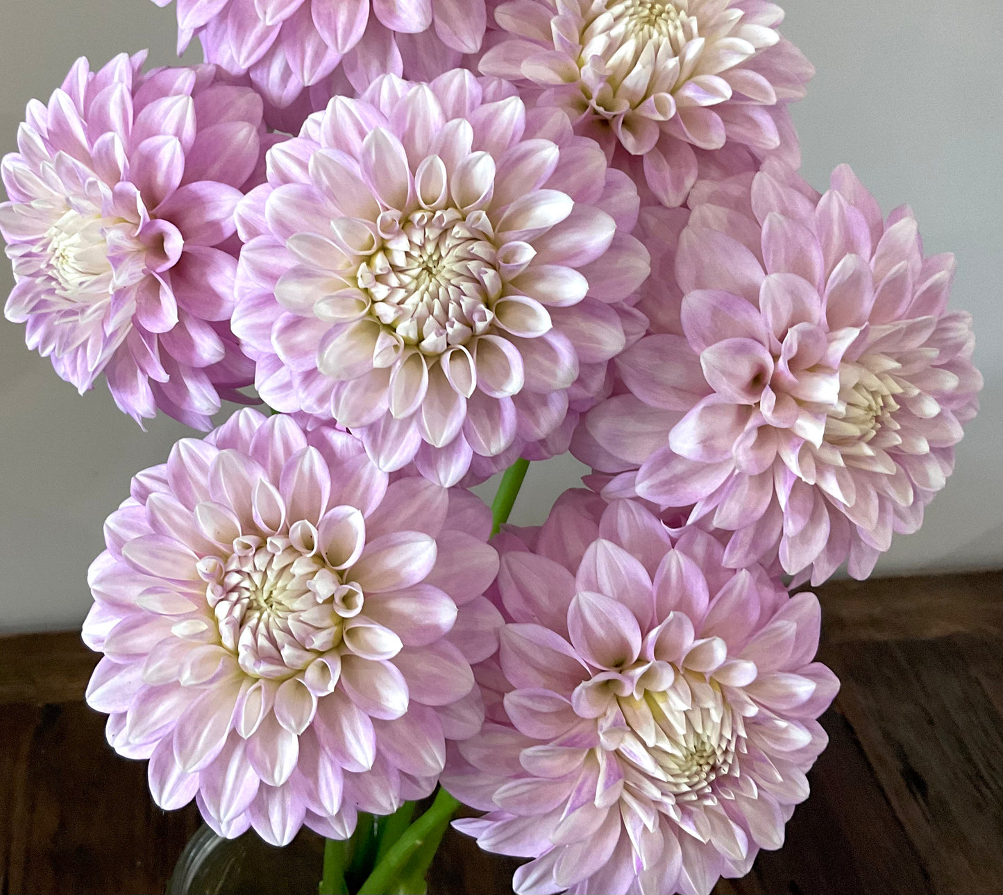 Dahlia Seeds - 'Glenmarc Skye' x Open Pollinated - (10x seeds)