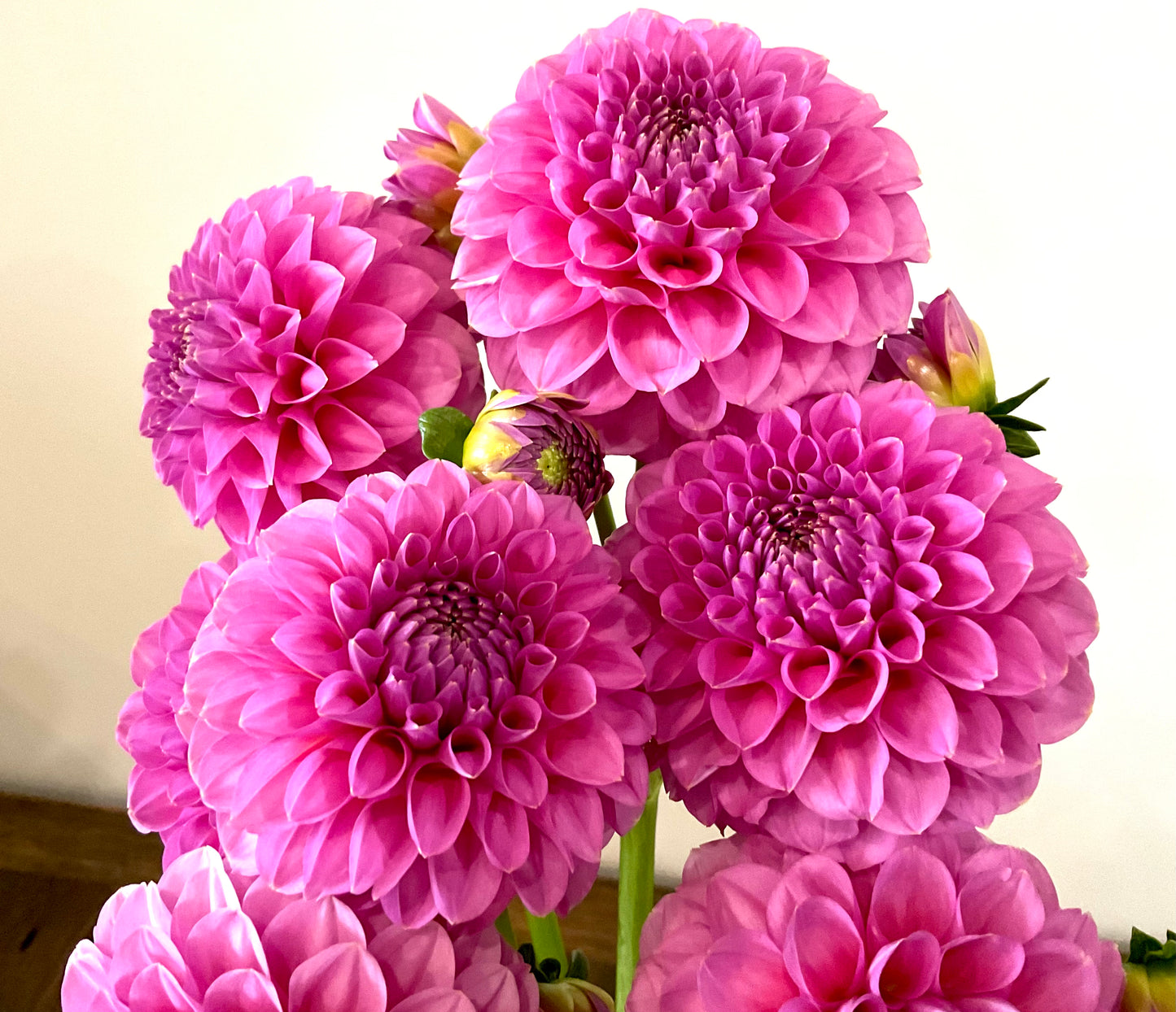 Dahlia Seeds - Florelie 'Lizzie Lou' x Open Pollinated - (10x seeds)
