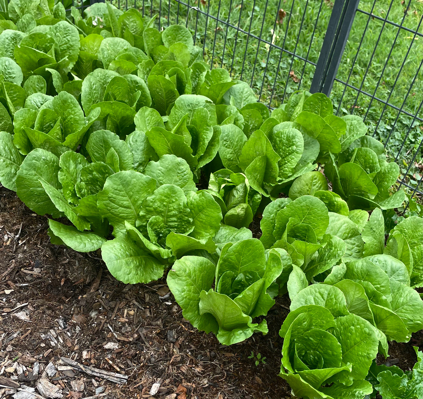 Lettuce - Parris Island Cos - (275x Seeds)
