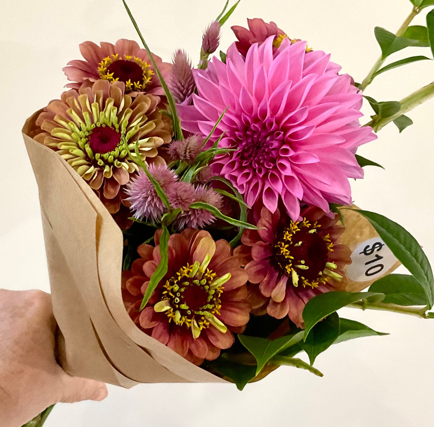 Zinnia 'Queen Lime Red' - (20x seeds)
