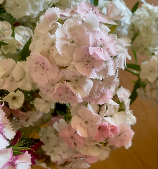 Tall William (Sweet William) - (150x Seeds)