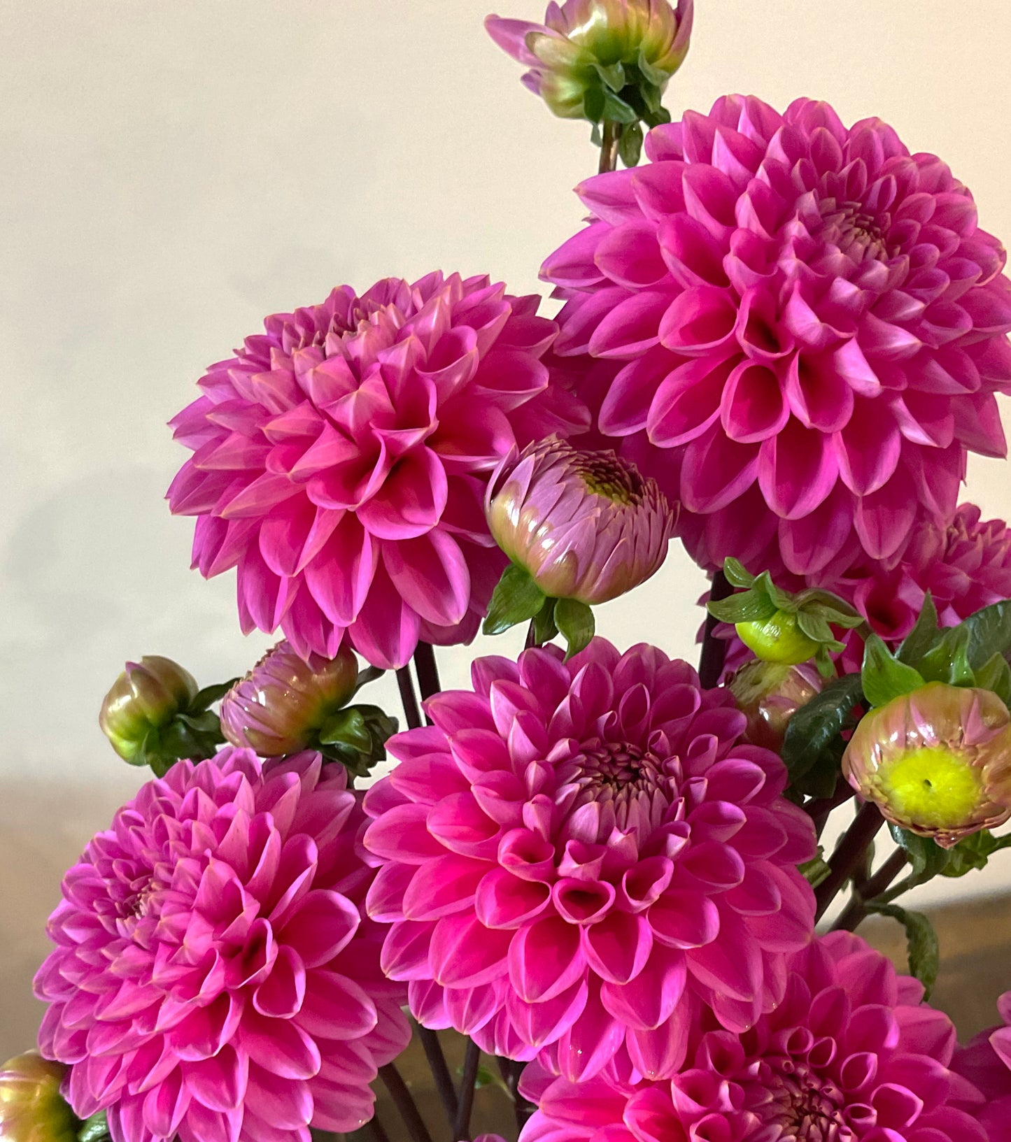 Dahlia Seeds - ‘Jenny’s Treasure’ x Open Pollinated - (10x seeds)