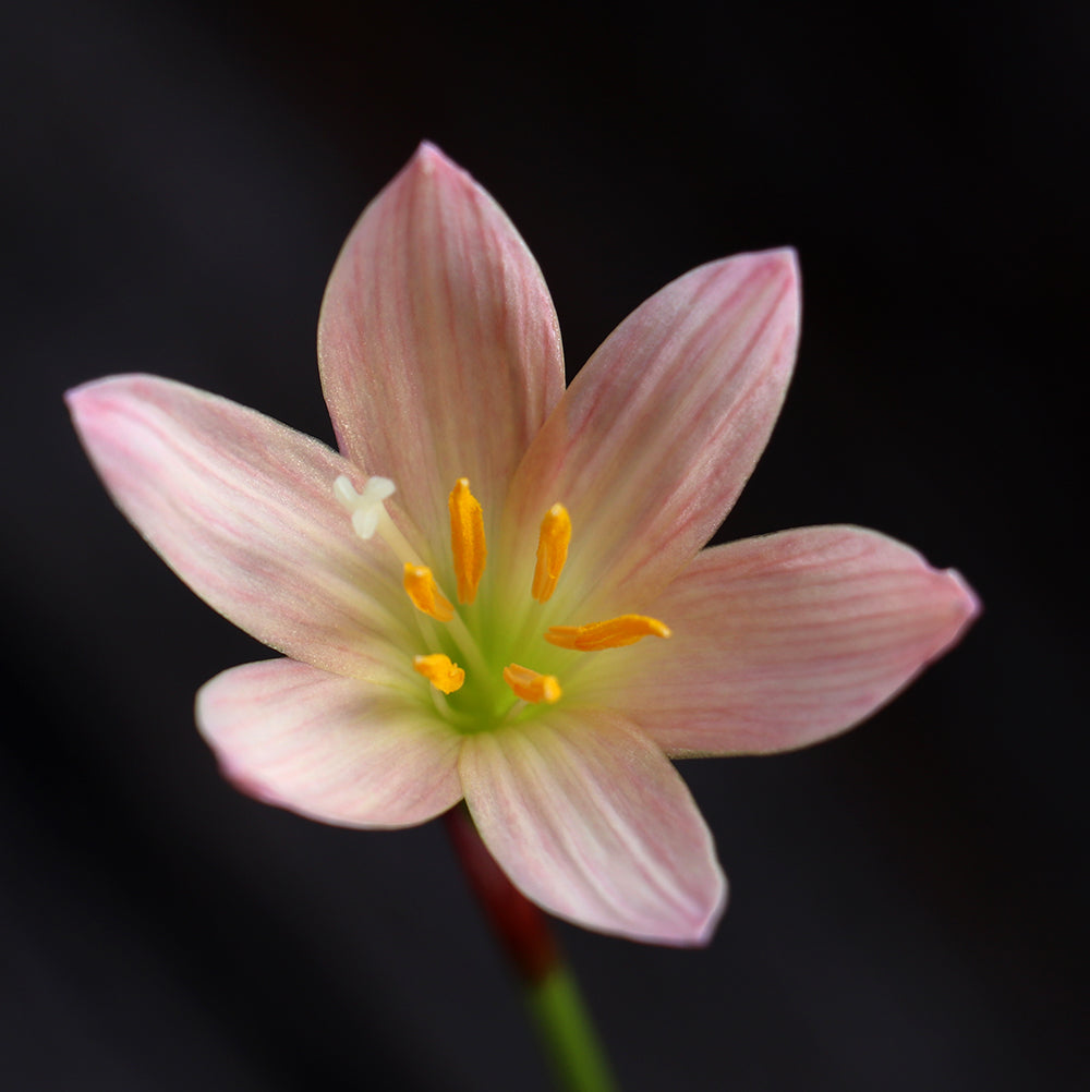 Zephyranthes 'Prairie Sunset' — Rain Lily (4x Bulbs)