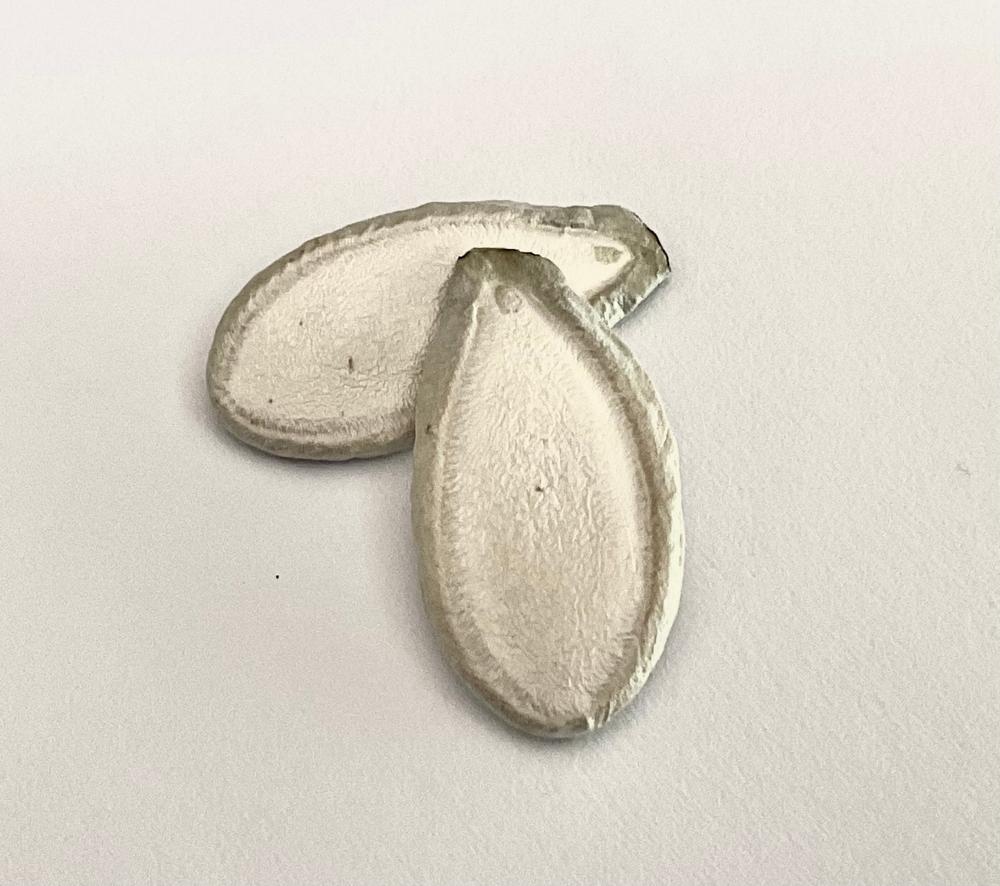 Silver Edged pumpkin seeds - (15x seeds)