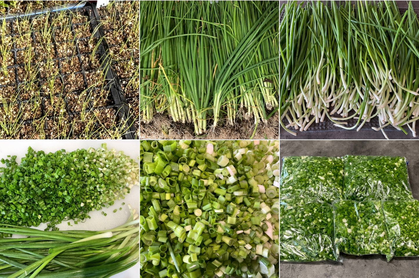 Spring Onion Bunching - White Lisbon - (150x seeds)