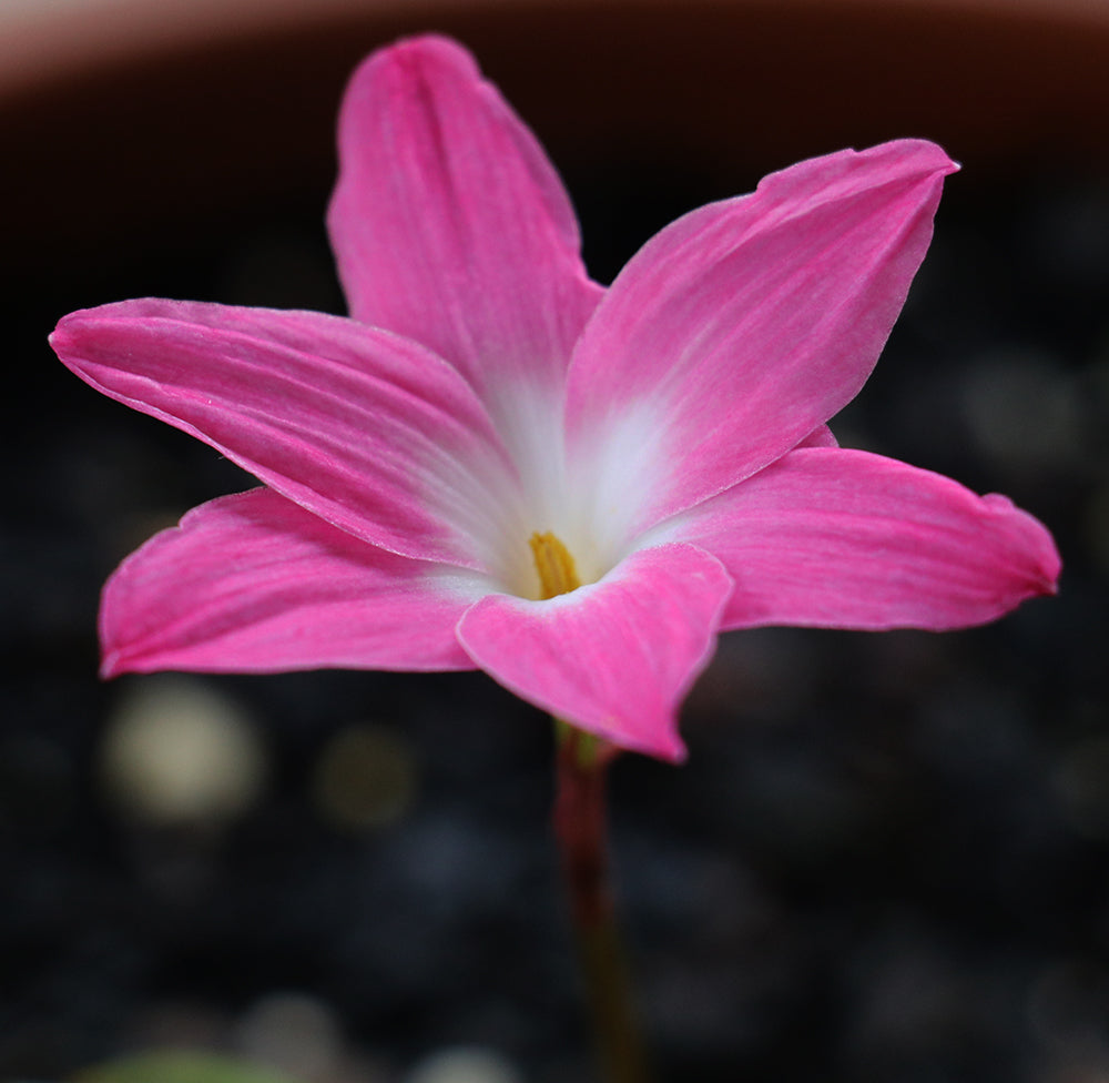 Zephyranthes - La Buffa Rosa Group - ‘Heart Throb’ - (1x Bulb)