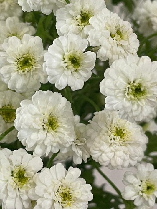 Feverfew ‘Tetra White’ – (150+ seeds) - airy, double white blooms for bouquets and gardens