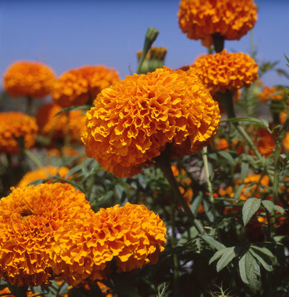 Marigold Xochi Orange F1 close-up bloom fully double orange flower Our Mountain Garden, Qld, Australia