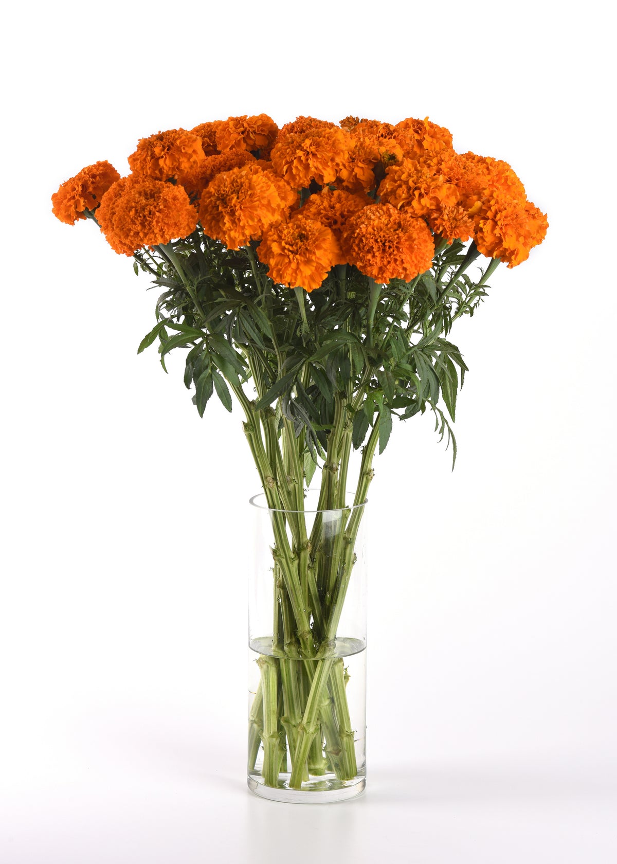 Marigold Xochi Orange F1 single variety vase arrangement Our Mountain Garden Tamborine Mountain