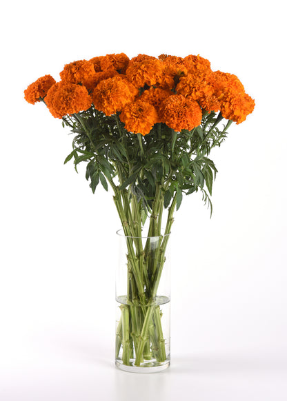 Marigold Xochi Orange F1 single variety vase arrangement Our Mountain Garden Tamborine Mountain