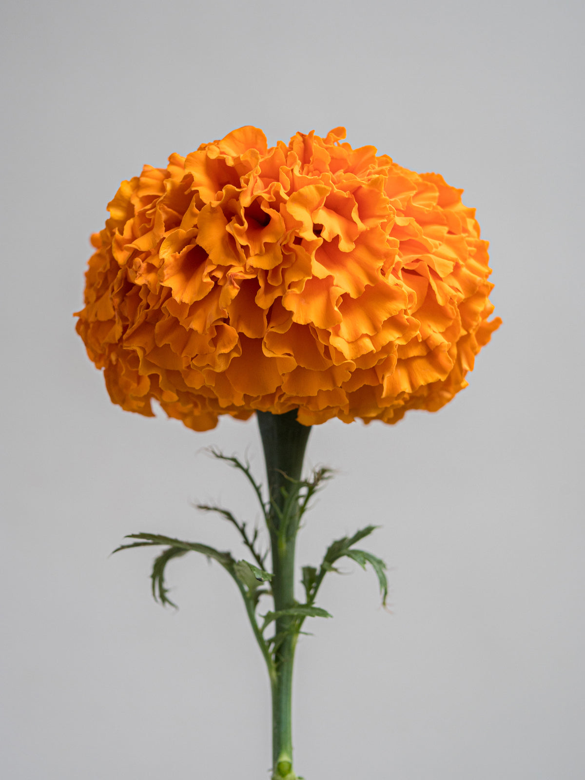 Marigold Xochi Orange F1 close-up bloom fully double orange flower