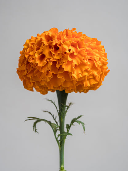 Marigold Xochi Orange F1 close-up bloom fully double orange flower