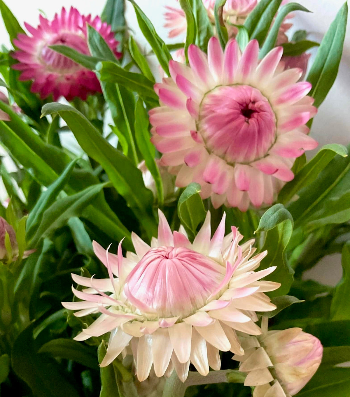 Strawflower Blush Romance - (125x Seeds)