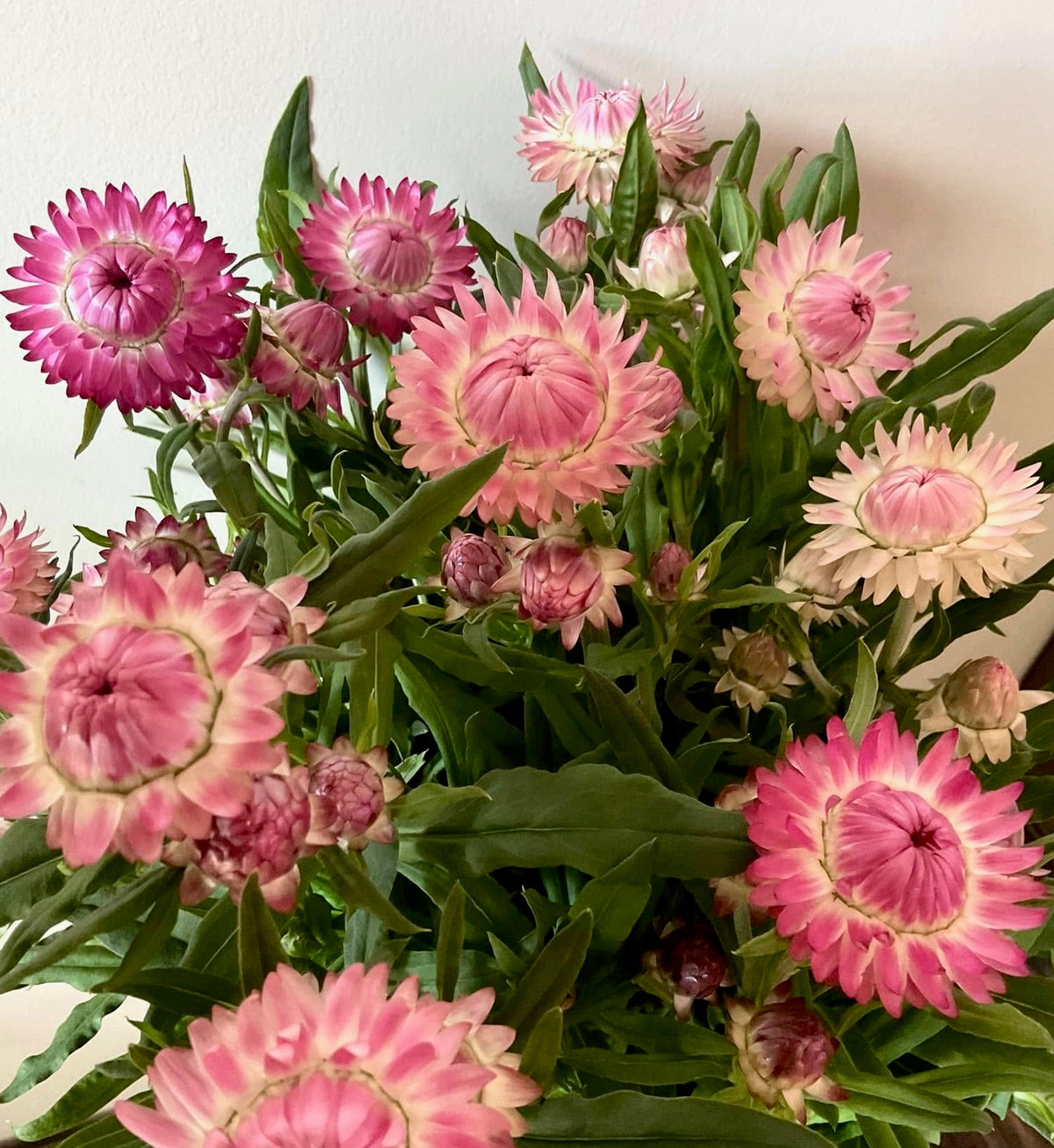 Strawflower Blush Romance close-up bloom blush pink papery bracts Our Mountain Garden