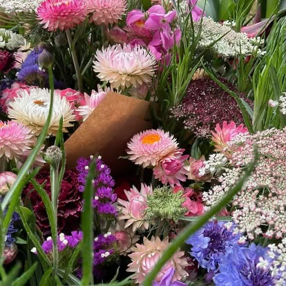 Strawflower Blush Romance - (125x Seeds)