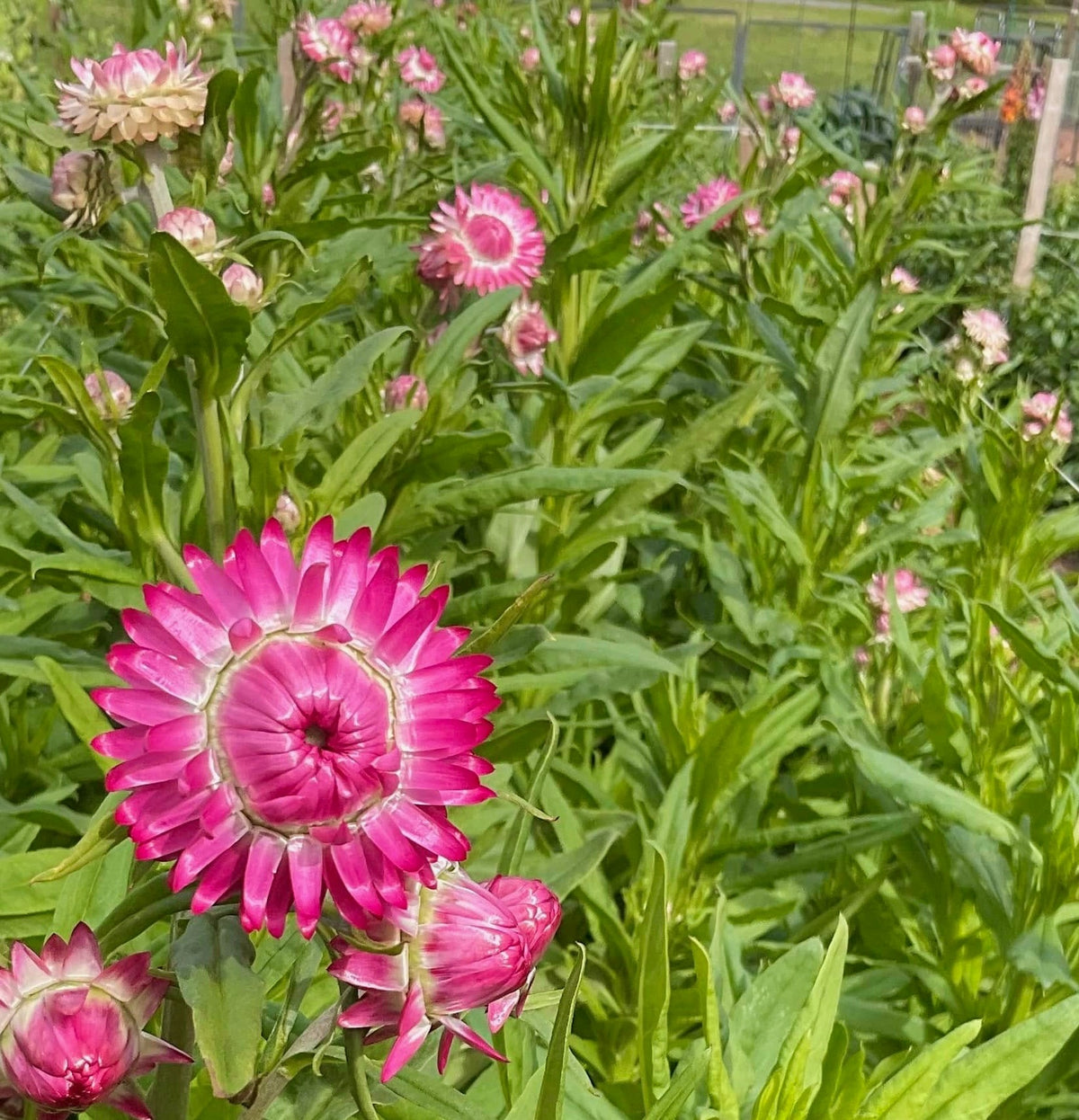 Strawflower Blush Romance flowering in garden Our Mountain Garden Tamborine Mountain