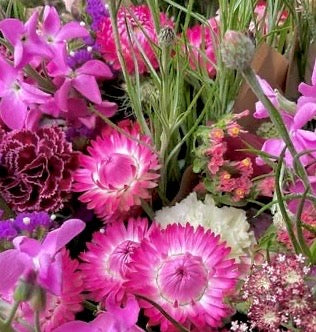 Strawflower Blush Romance - (125x Seeds)