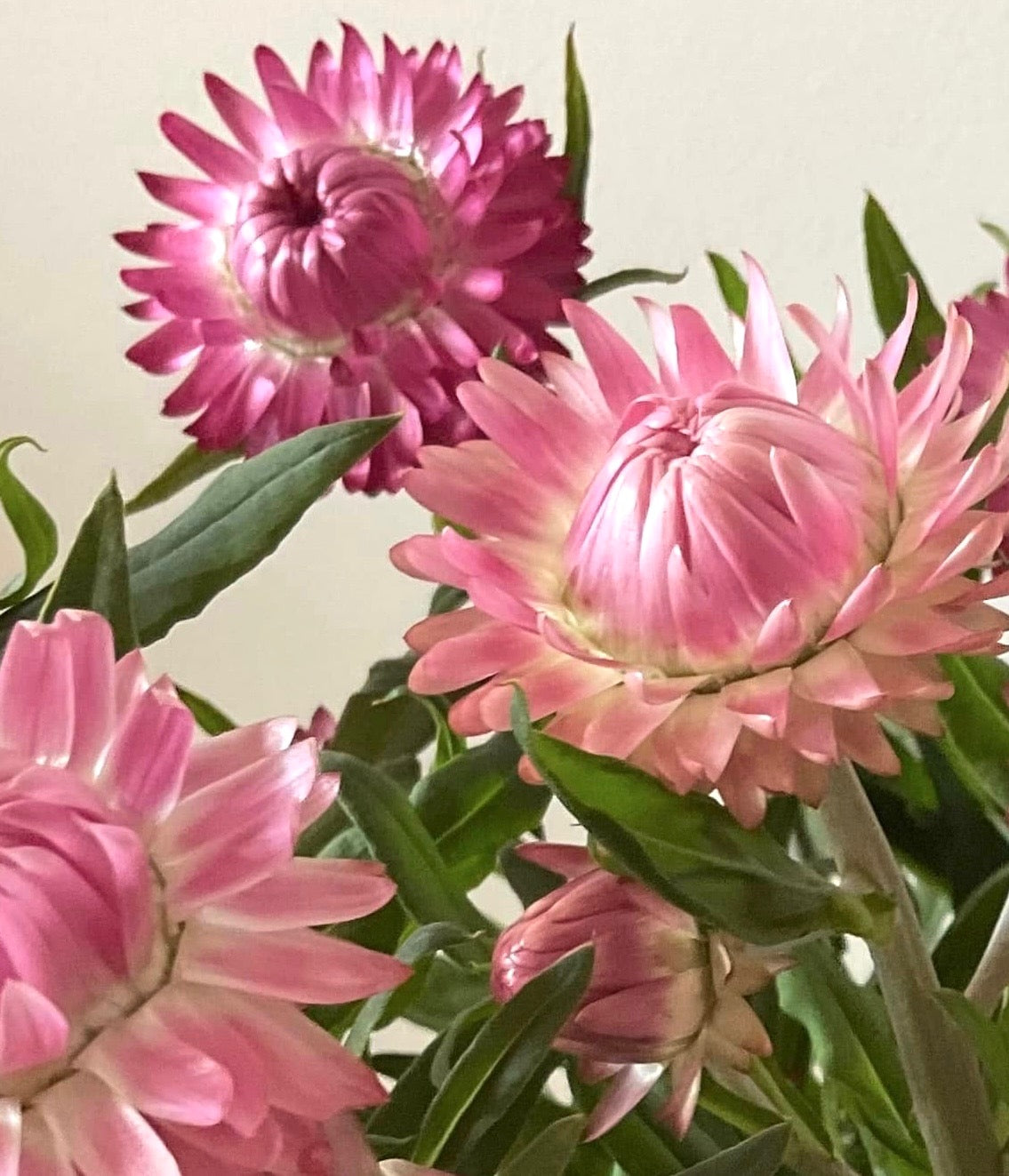 Strawflower Blush Romance - (125x Seeds)