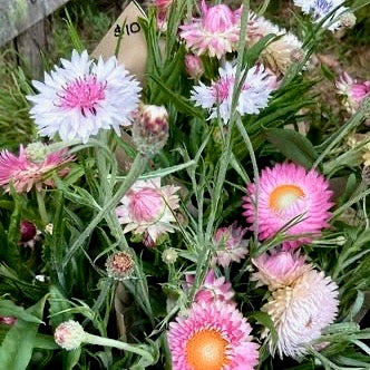 Strawflower Blush Romance - (125x Seeds)