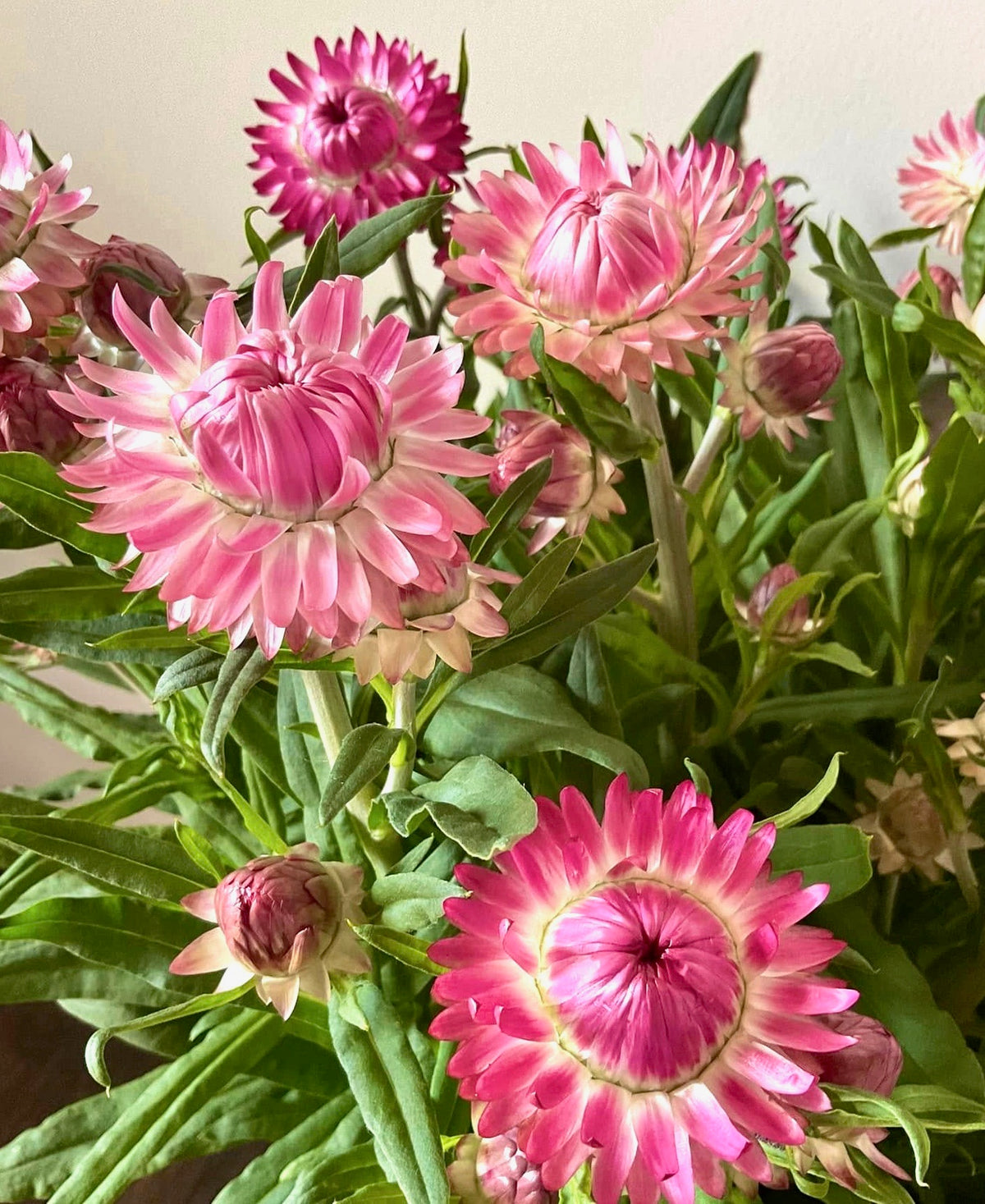 Strawflower Blush Romance - (125x Seeds)
