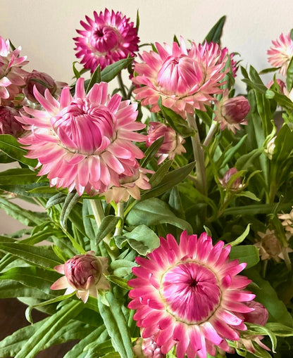 Strawflower Blush Romance - (125x Seeds)