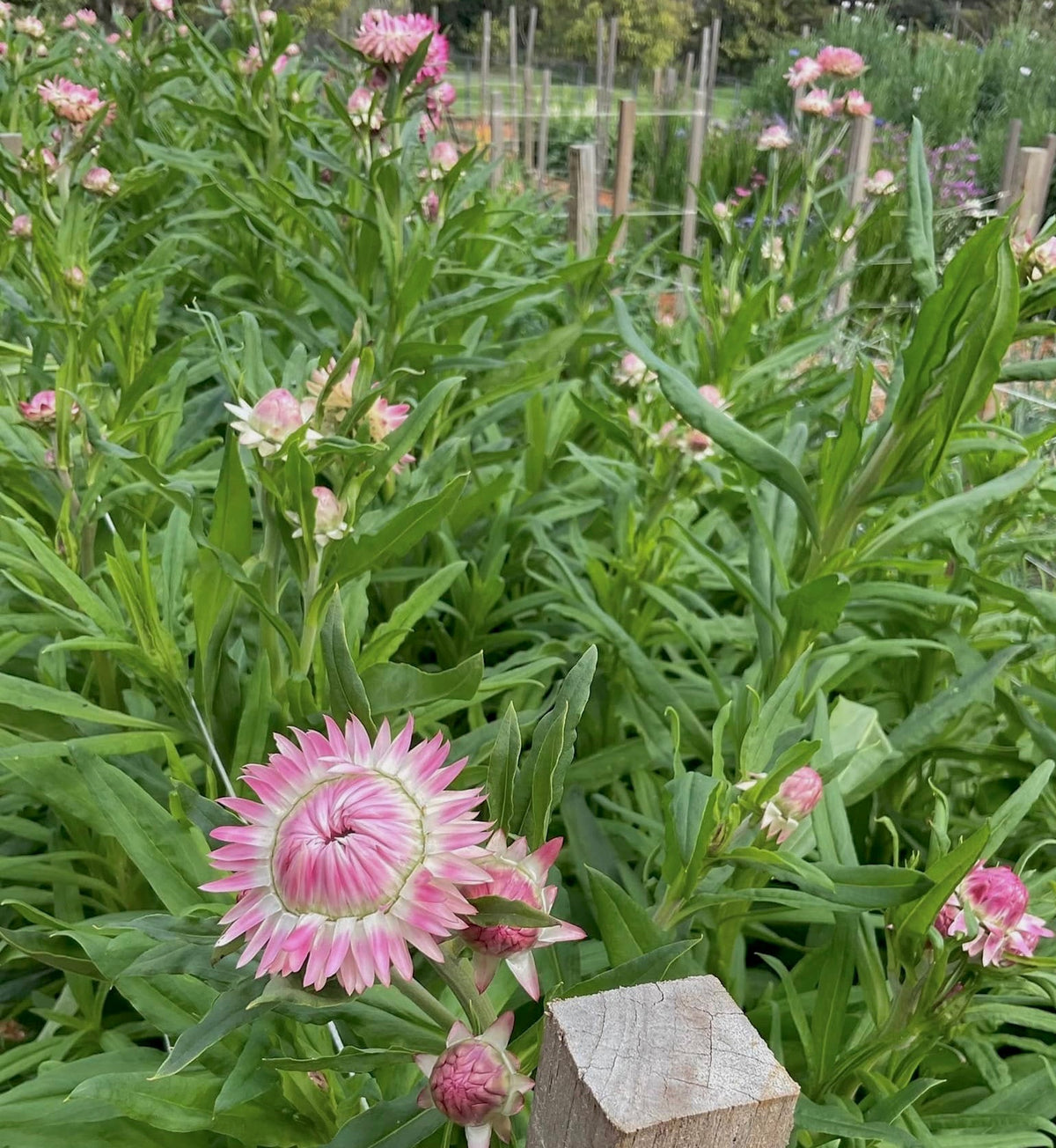 Strawflower Blush Romance - (125x Seeds)