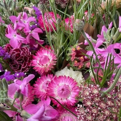 Strawflower Blush Romance - (125x Seeds)