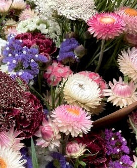 Strawflower Blush Romance - (125x Seeds)