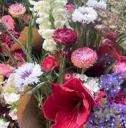 Strawflower Blush Romance - (125x Seeds)