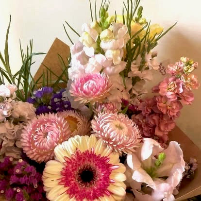 Strawflower Blush Romance - (125x Seeds)