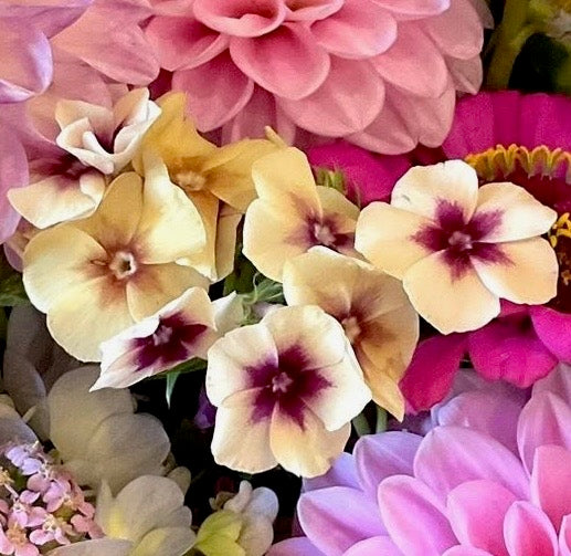 Phlox Cherry Caramel cut flower bouquet Our Mountain Garden Tamborine Mountain, Queensland, Australia