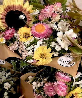 Strawflower Blush Romance - (125x Seeds)