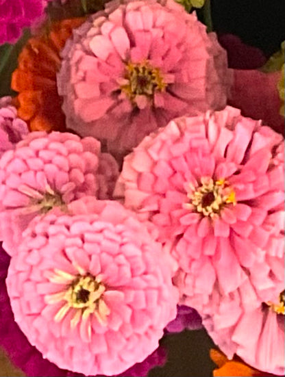 Zinnia 'Benary's Giant Bright Pink' - (30x seeds)
