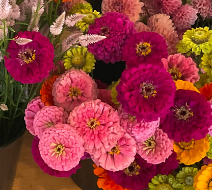 Zinnia - Benary's Giant Wine - (30x Seeds)