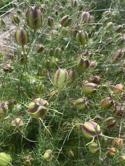 Nigella - Miss Jekyll White - (200x seeds)